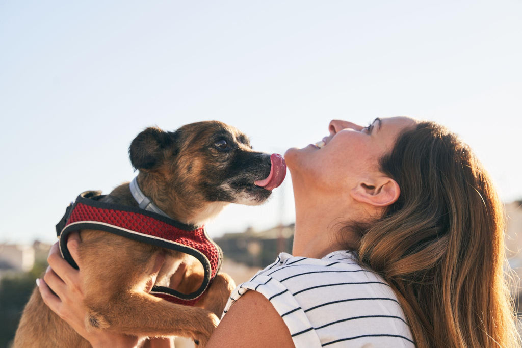 The 360° Dental Defense Chew: Professional Health, Pure Play